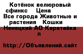 Котёнок велюровый сфинкс. › Цена ­ 15 000 - Все города Животные и растения » Кошки   . Ненецкий АО,Каратайка п.